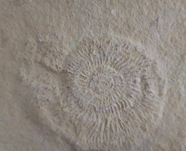 Subplanites rueppelianum QUENSTEDT 1888 - Bild &copy; FossNet FossilienStore